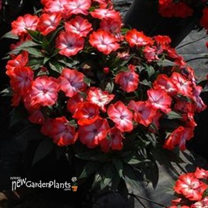 Super Sonic® Orange Ice New Guinea