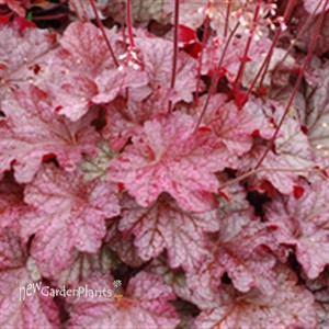 'Berry Smoothie' ppaf Coral Bells