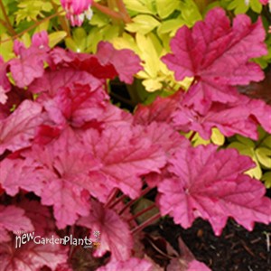 'Berry Smoothie' ppaf Coral Bells