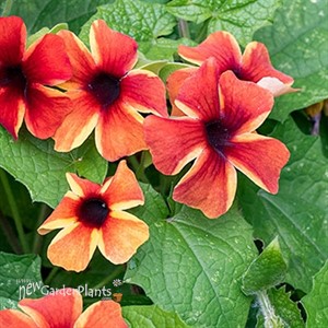 'Sunny Susy Amber Stripes' Thunbergia alata