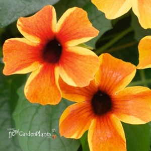 'Sunny Susy Amber Stripes' Thunbergia alata