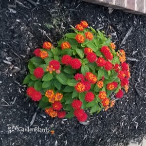 Bandana® 'Landscape Red'  Lantana 