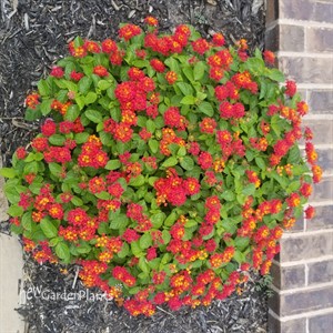 Bandana® 'Landscape Red'  Lantana 