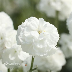 'Marshmallow' Achillea Yarrow