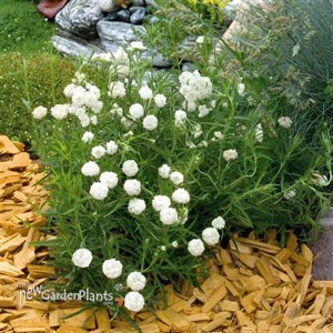 'Marshmallow' Achillea Yarrow