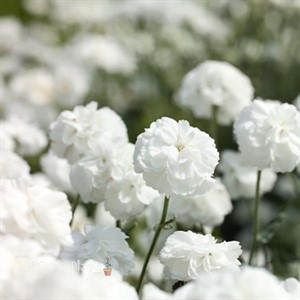'Marshmallow' Achillea Yarrow