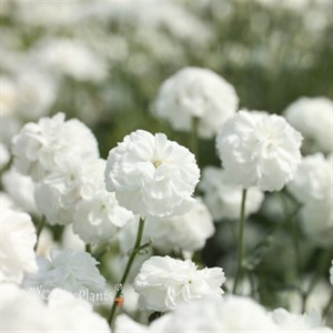 'Marshmallow' Achillea Yarrow