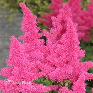 Astilbe Younique™ ‘Raspberry’