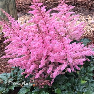 Astilbe 'Razzle Dazzle'