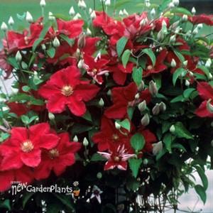 Ernest Markham Clematis Vine