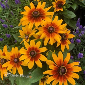 Rudbeckia MiniBeckia Flame