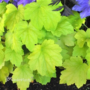 'Electric Lime' ppaf