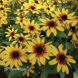 Rudbeckia MiniBeckia Flame