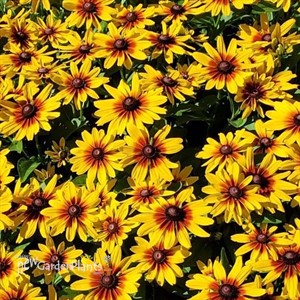 Rudbeckia MiniBeckia Flame