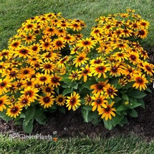 Rudbeckia MiniBeckia Flame