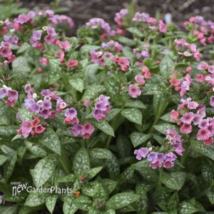 Pulmonaria 'Pretty in Pink' PP31284