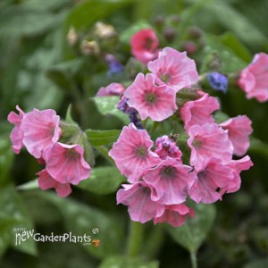 Pulmonaria 'Pretty in Pink' PP31284