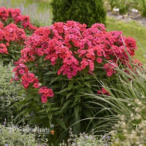 Phlox p. 'Sunset Coral' PPAF CPBRAF