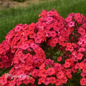 Phlox p. 'Sunset Coral' PPAF CPBRAF