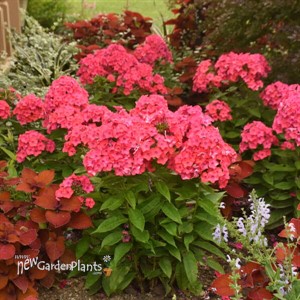 Phlox p. 'Sunset Coral' PPAF CPBRAF