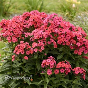 Phlox p. 'Sunset Coral' PPAF CPBRAF
