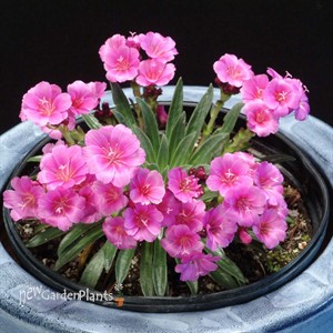 Lewisia ‘Constant Comment’