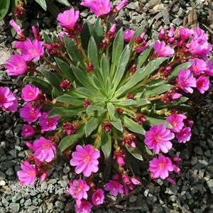 Lewisia ‘Constant Comment’
