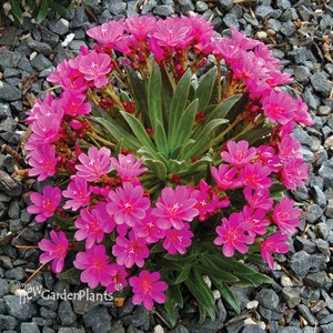 Lewisia ‘Constant Comment’