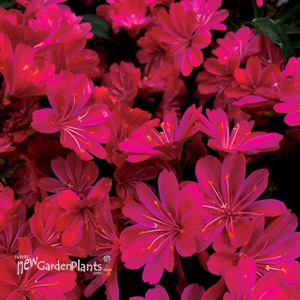 Lewisia ‘Constant Comment’