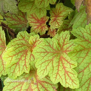 'Electric Lime' ppaf