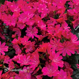 Lewisia ‘Constant Comment’