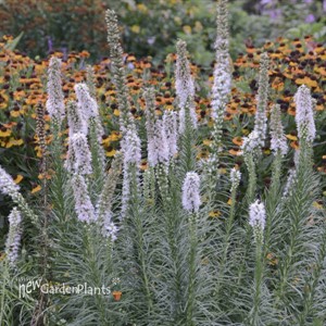 Liatris s. 'Floristan White'