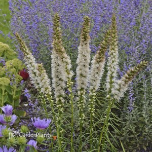 Liatris s. 'Floristan White'