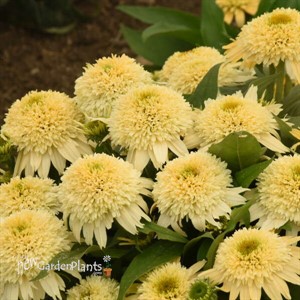 Echinacea 'Butter Pecan' ppaf