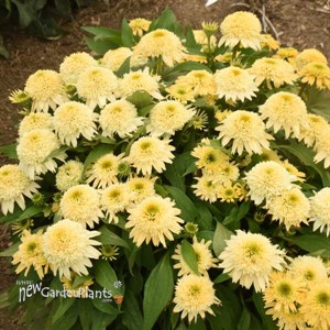 Echinacea 'Butter Pecan' ppaf