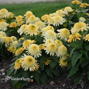 Echinacea 'Butter Pecan' ppaf