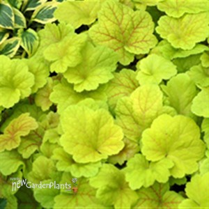 'Electric Lime' ppaf