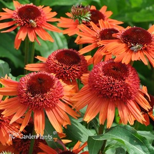Echinacea – Carrot Cake Coneflower
