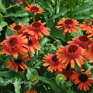 Echinacea – Carrot Cake Coneflower