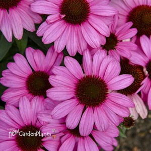 Echinacea 'The Fuchsia is Bright' 