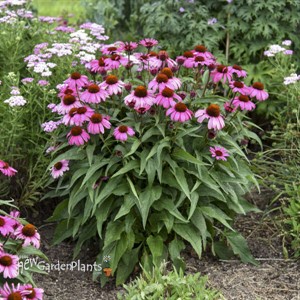 Echinacea 'The Fuchsia is Bright' 