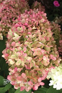 Hydrangea 'Limelight'