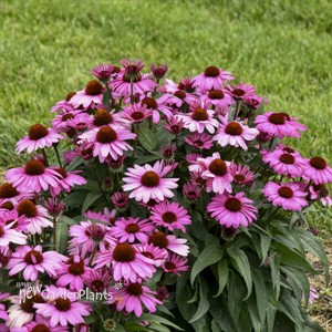 Echinacea 'The Fuchsia is Bright' 