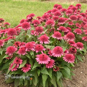 Echinacea 'Raspberry Beret'DOUBLE CODED™ Collection