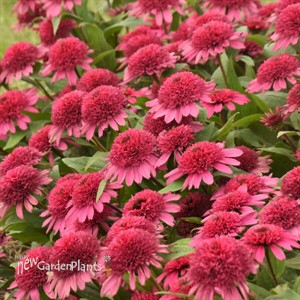 Echinacea 'Raspberry Beret'DOUBLE CODED™ Collection