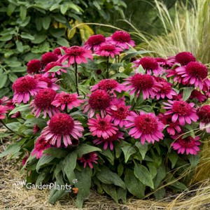 Echinacea 'Raspberry Beret'DOUBLE CODED™ Collection