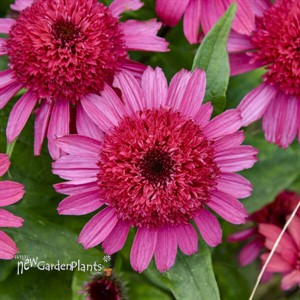 Echinacea 'Raspberry Beret'DOUBLE CODED™ Collection