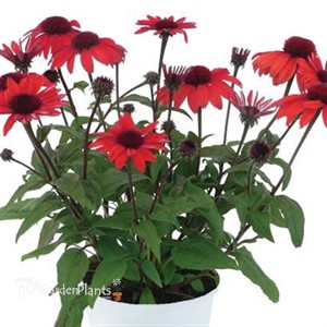 PANAMA™ RED Echinacea Coneflower