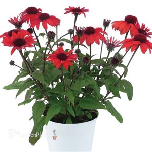 PANAMA™ RED Echinacea Coneflower