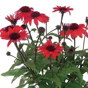 PANAMA™ RED Echinacea Coneflower